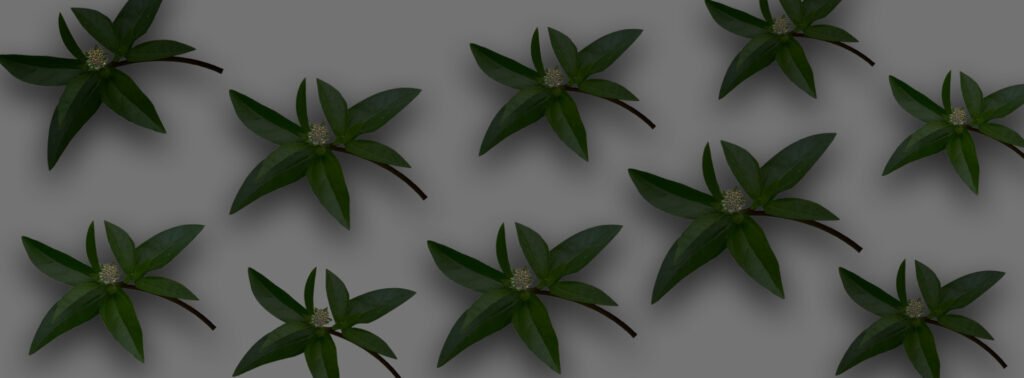 Ayurvedic ingredients